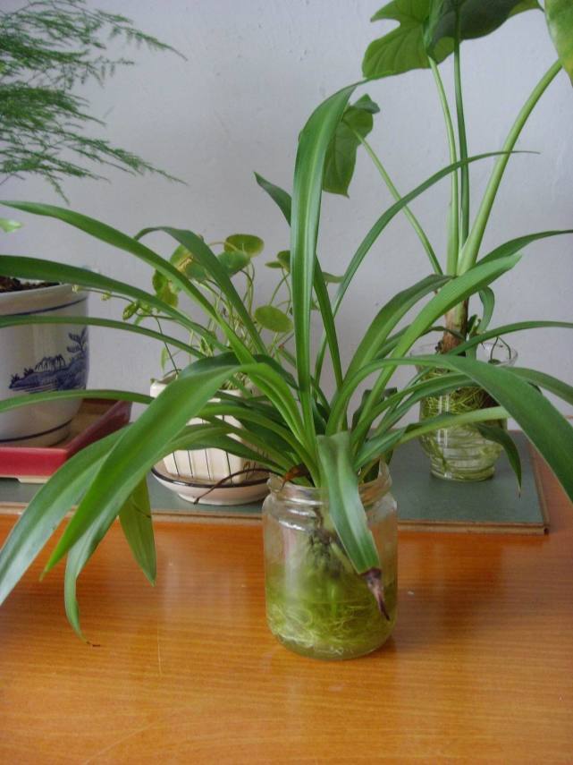 水培吊兰转土培怎么才能长得快,水培金边吊兰土培改为水培