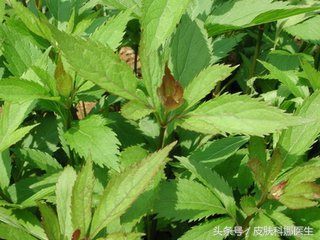 别怕口臭2味中药当茶饮,口臭有异味泡什么中药