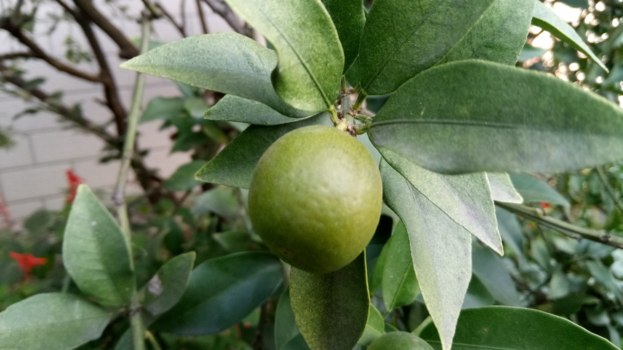 诺基亚消失了吗,诺基亚失掉的辉煌