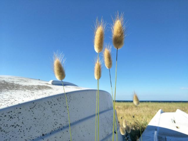 oppor9s是双摄手机么,oppor9s拍照真的好看吗