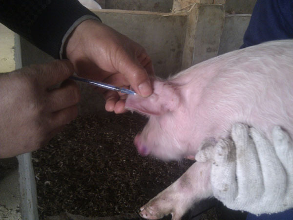 猪口蹄疫最佳治疗方法,猪口蹄疫病最佳治疗方法