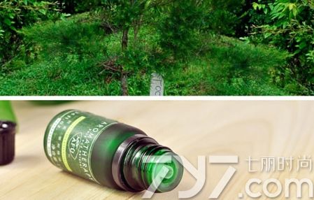 阿芙茶单方精油怎么用,阿芙茶树精油可以用在头发上吗
