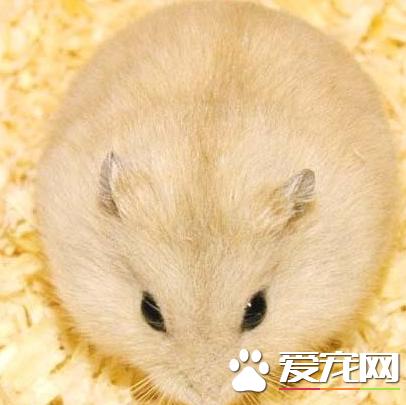 布丁仓鼠咬人吗如何让仓鼠乖乖不咬人