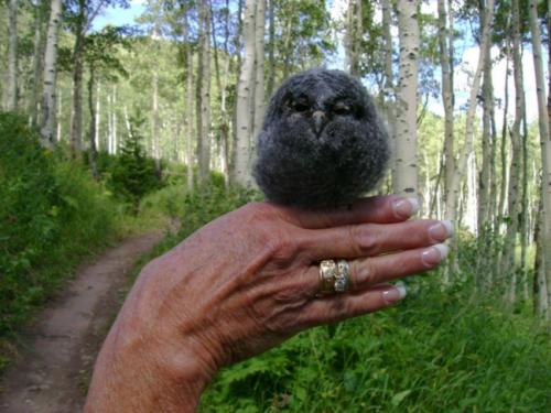 不会飞的绿色胖鸟,不会飞的胖鹦鹉