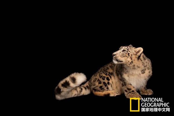 方舟拍摄六种无脊椎动物,十种不怕火的动物