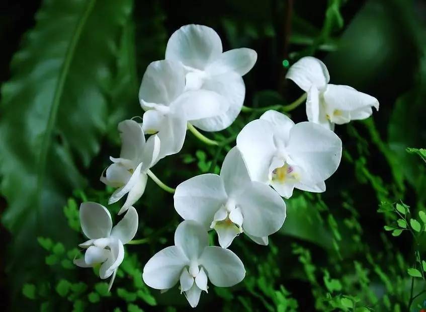 古文小品名篇,古文探奇