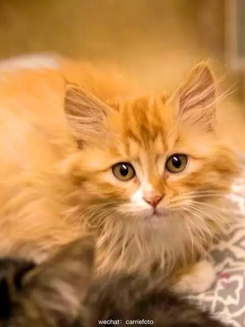 棰嗗吇棰勫憡,棰嗗吇濡堝