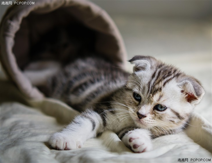 小蚁42.5-1.8镜头怎么拍微距,小蚁微距镜头使用方法