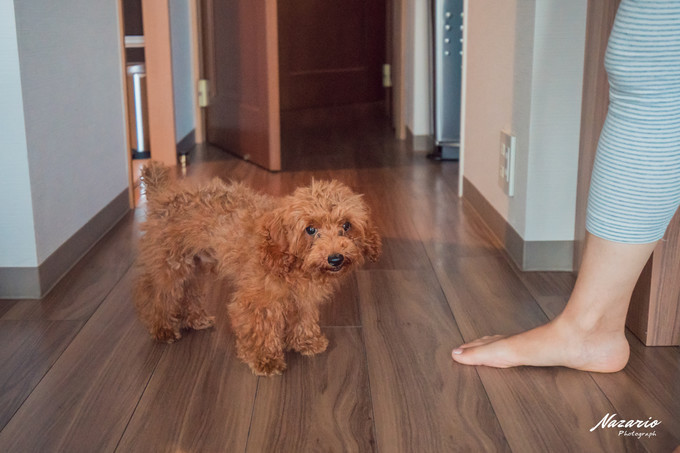 粉红猪小妹与小猪佩奇,粉红猪小妹的快乐生活