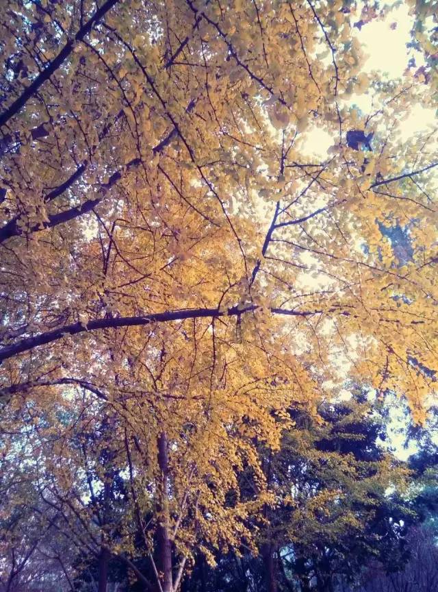 上海落叶不扫景观道,上海秋天不扫落叶的街道