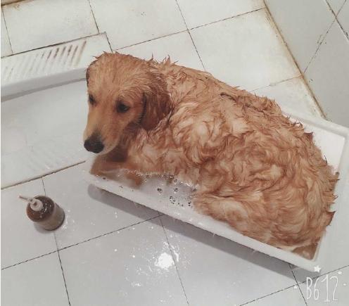 狗狗吃火锅,宠主给挑食柴犬吃零食