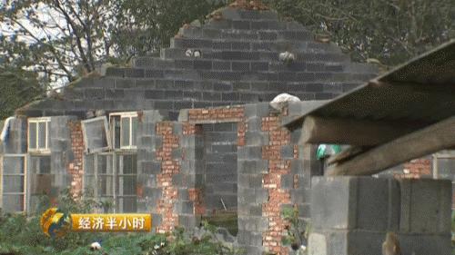 养猪致富2021,养猪致富猪大肠