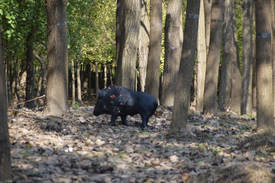 狩猎型现代复合弓,狩猎复合弓有必要用平衡杆吗