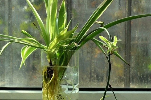 净化空气的吊兰怎么养殖,吊兰绿植水培怎么养好