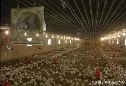 鸡舍氨气对鸡的危害,鸡舍里氨气太重会导致什么病