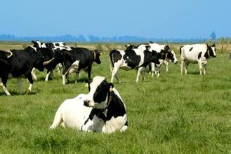 成年人怎样选奶粉才是正确的,6岁到12岁儿童怎么选奶粉