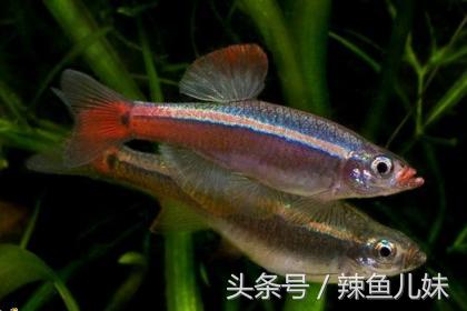 冬季适合养什么观赏鱼,冬天适合养什么观赏鱼小型