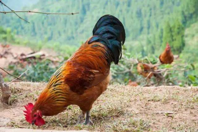 闇插彴澶氳倝鑺卞洯椁愬巺,澶氳倝妞嶇墿椁愬惂