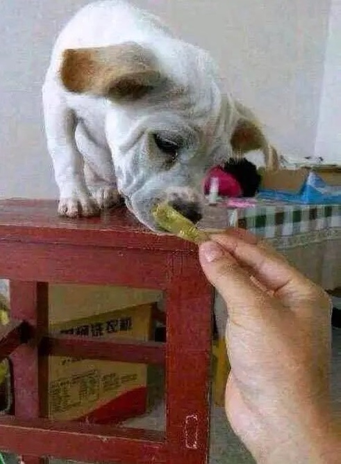 狗狗沉浸式啃泡椒鸡爪,狗狗嘴馋吃别人给的东西