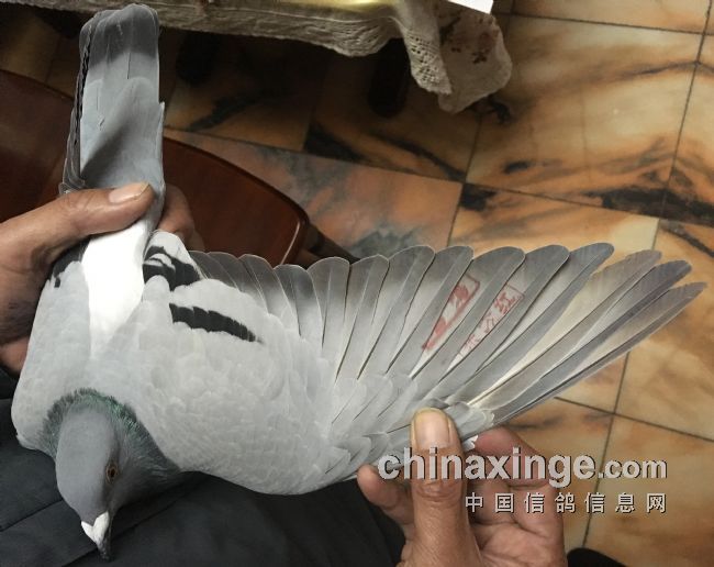 “孤僻鸽”夺南京东方红亚军鸽主表示懵了