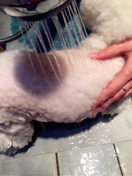 狗狗洗澡教程新手大型犬,狗狗洗澡教程新手入门