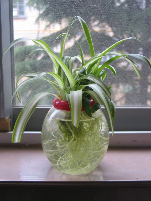 水培吊兰转土培怎么才能长得快,水培吊兰怎么养才能长得茂盛