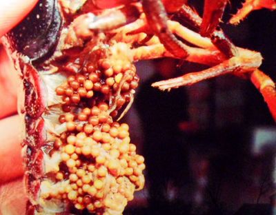 龙虾是怎么生卵的,有哪些女生喜欢吃龙虾