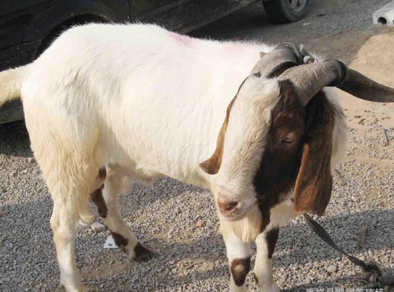 羊产道炎症的综合防治措施