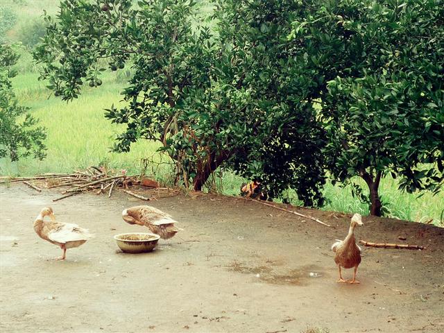 旅游游记到农村01：去看姑婆，农村的小植物治好了我的鼻炎