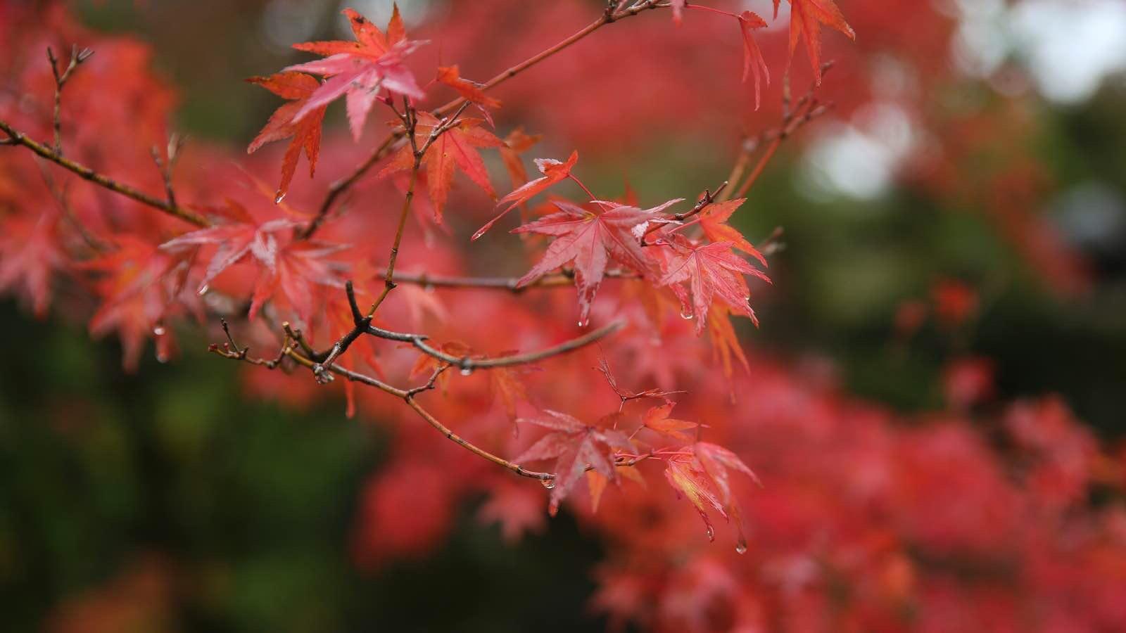 关西温泉六日游,大阪关西机场温泉