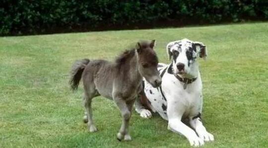 动物趣闻,动物趣闻100个