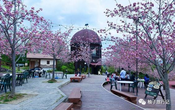 樱花旅行记全集视频,日本樱花7日游攻略大全