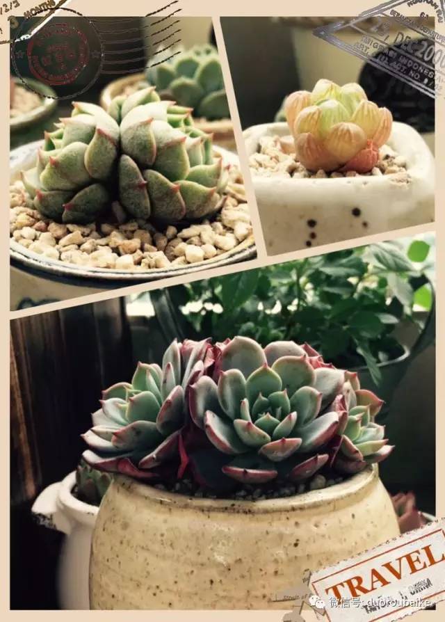 入肉坑,入坑一年半的新手养肉心得