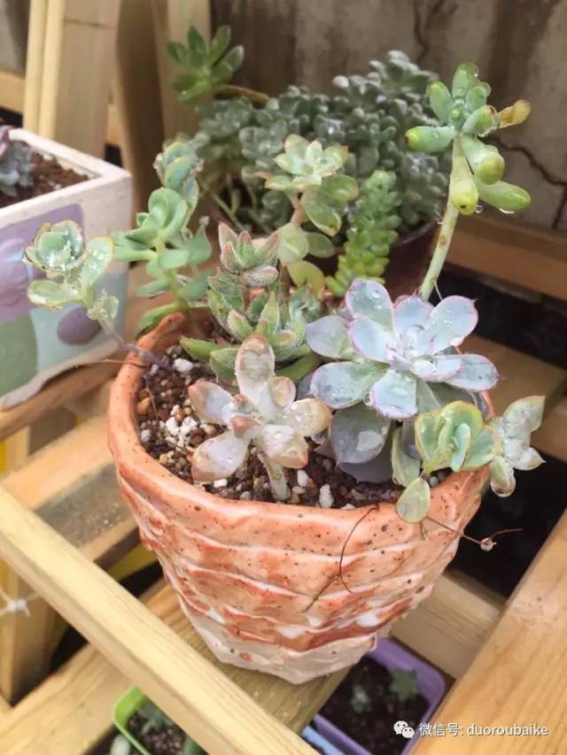 养肉肉的感悟,养多肉谨记好3招专治多肉难上色