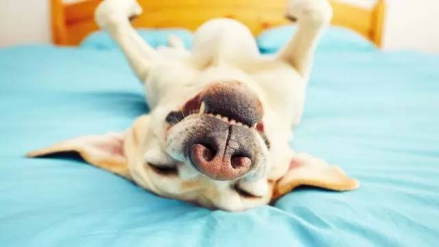 安神助眠汤花样做法 (失眠多梦喝三味安神汤有效吗)