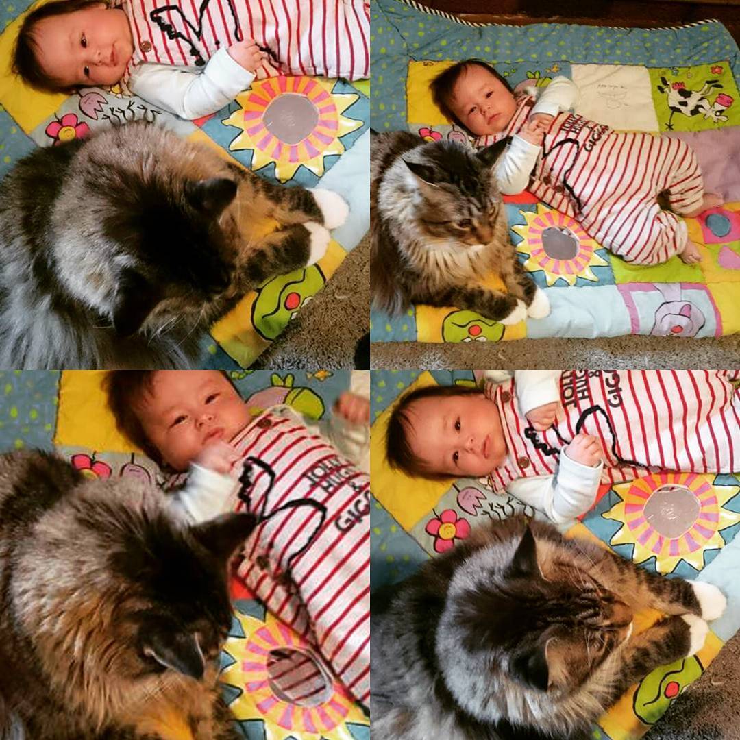 世界上最大的十种猫排名,打破吉尼斯纪录的猫