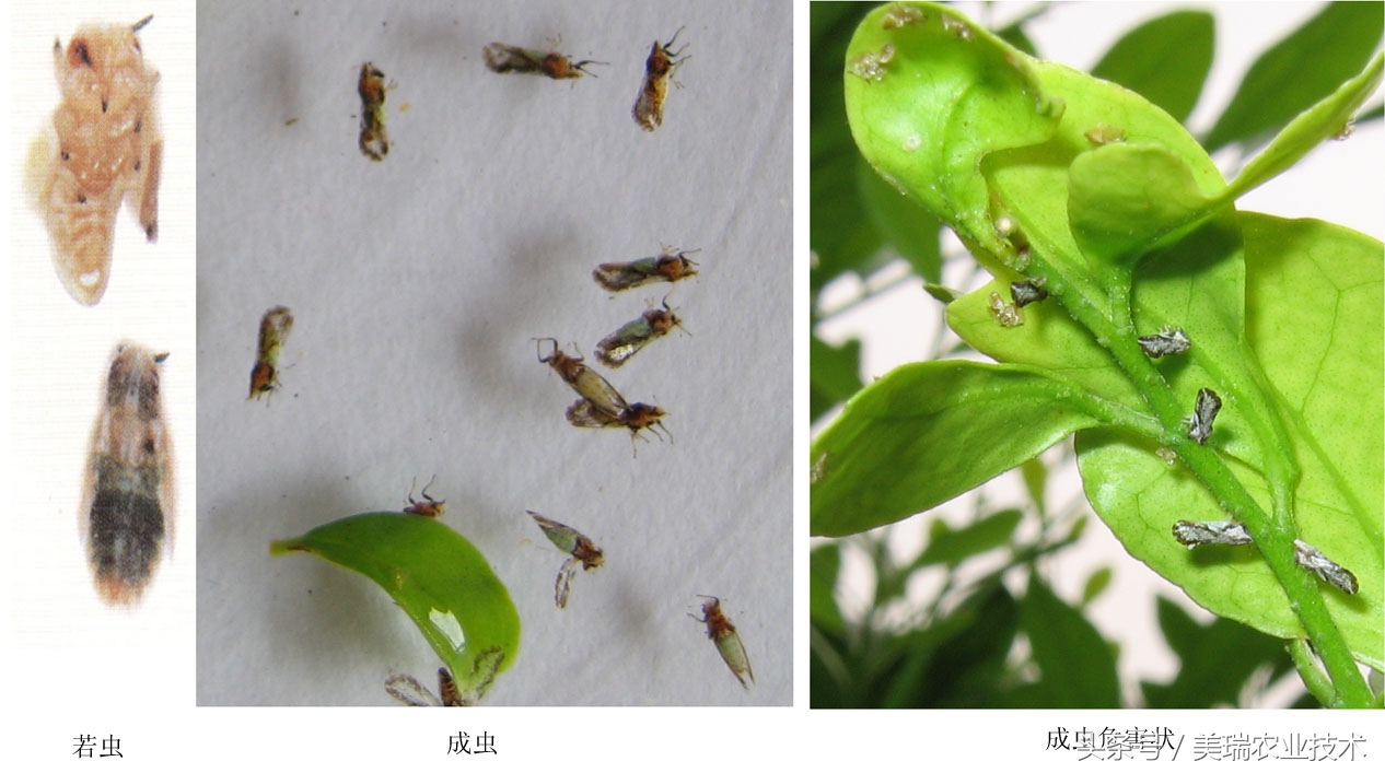 柑橘病虫害管理及营养管理ppt,柑橘花露白时应防治好哪些病虫害