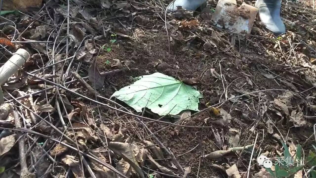 如何在野外布置老虎夹，想要捕到腊物，里面的学问多着呢