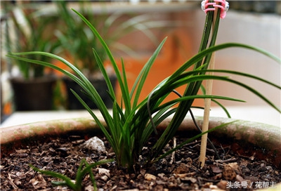 11月室内植物的养护,花花草草冬天在家里怎么过