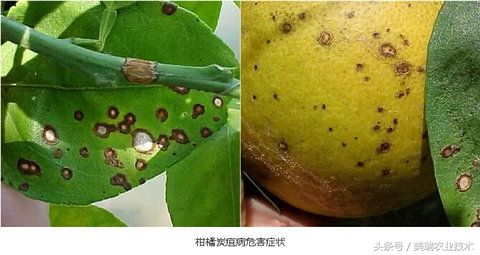 柑橘病虫害管理及营养管理ppt,柑橘花露白时应防治好哪些病虫害