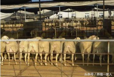 大型养羊场一年的成本和利润,养羊如何提高养殖业收益