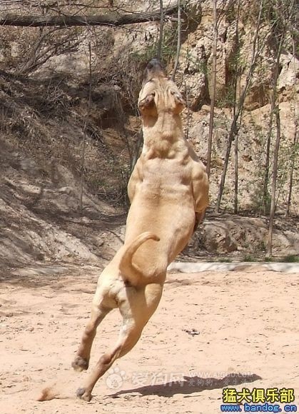 盘点十大帅气猛犬你值得拥有,十大猛犬排名加纳利