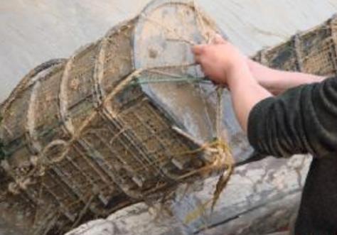 双十二海参猫腻 (双十二海参怎么搞活动)