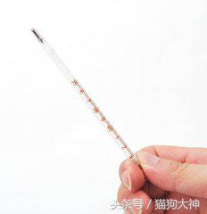 去宠物医院怎么看病,狗狗后腿体温测量方式