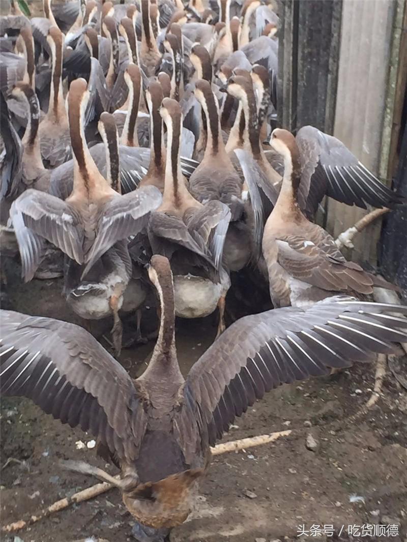 顺德有一家农庄,广东顺德生态农庄