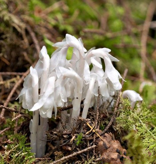 农村有根茎的野草,农村随处可见的18种野草