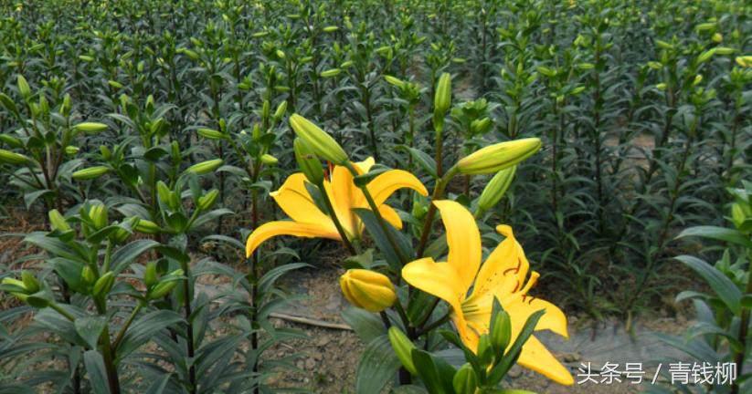 适合地栽的百合品种有哪些,百合什么品种最好养