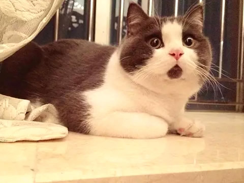 流量大！*帖删**凶！菜鸟如何做百度贴吧推广最高效？