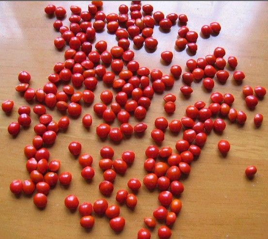 红豆增强免疫力,红豆副作用及危害