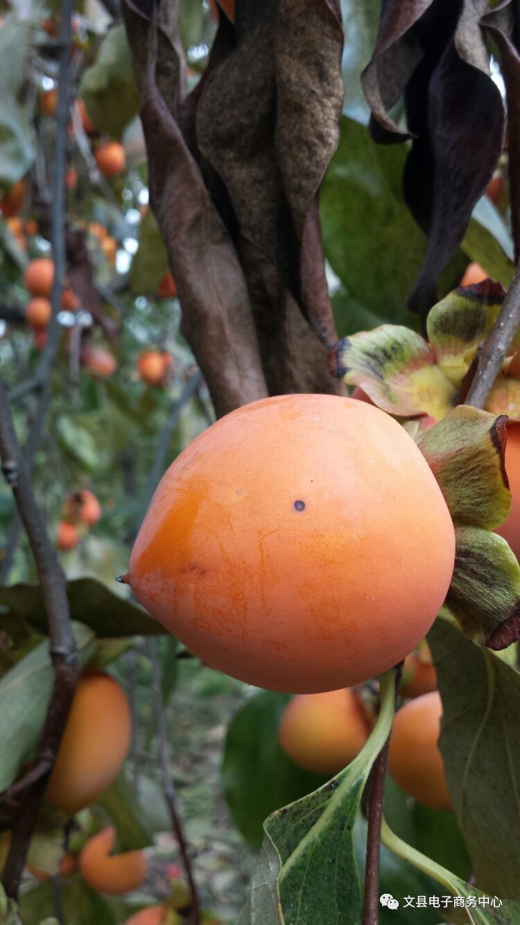 文县贾昌一个“胖子”变”瘦子“的过程